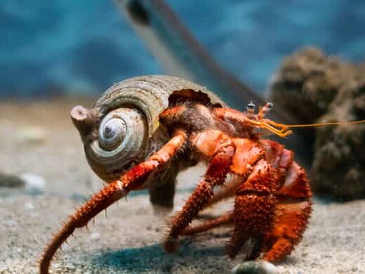 Corfu: Aquarium Entry Ticket with Guided Tour