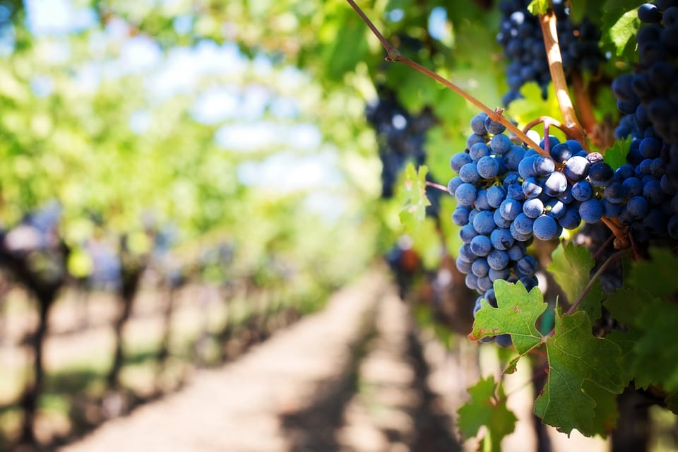 Kavos Winery Tour with Wine Tasting: Uncork the Flavors of Corfu 2 kavos winery tour with wine tasting 6