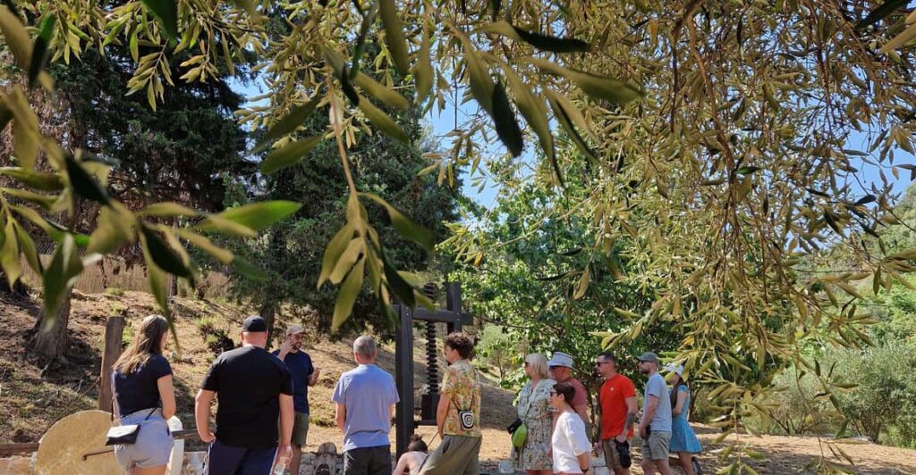 North Corfu Olive Tour with Olive Oil Tasting and Meze 2 north corfu olive tour with olive oil tasting and meze 2